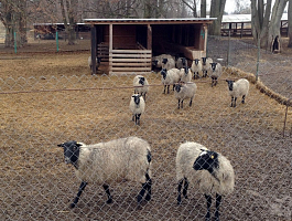 Фото романовские овцы на выгуле (ферма Юрьевское)