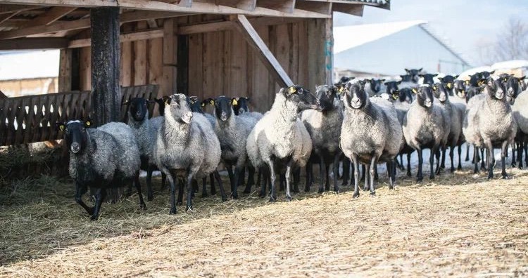 вопрос-ответ. можно ли романовских овец стричь в марте?