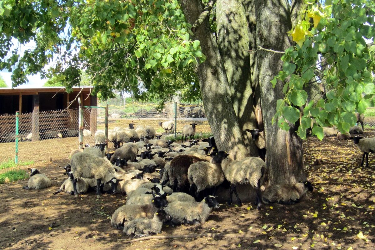 Место содержания овец на улице