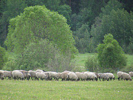 Романовская овца (ферма Юрьевское)