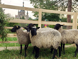 Выгул романовских овец на ферме Юрьевское