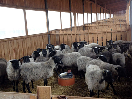Фото овец в вольере в СХ Юрьевское