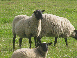 Романовская овца (ферма Юрьевское)