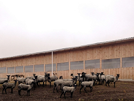 Фото выгула Романовских овец (ферма Юрьевское)