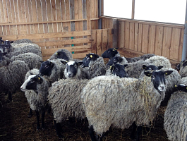 Фото Романовских овец в загоне СХ Юрьевское