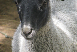 Как обеспечить чистоту при содержании овец?
