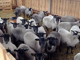 Фото вольера для овец в СХ Юрьевское