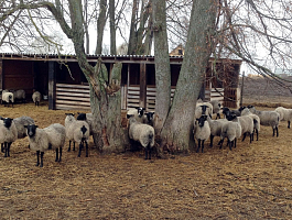 Фото выгула овец в СХ Юрьевское