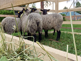 Романовские овцы на ферме Юрьевское