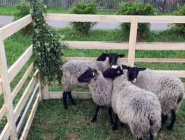 Романовские овцы  в загоне(ферма Юрьевское)